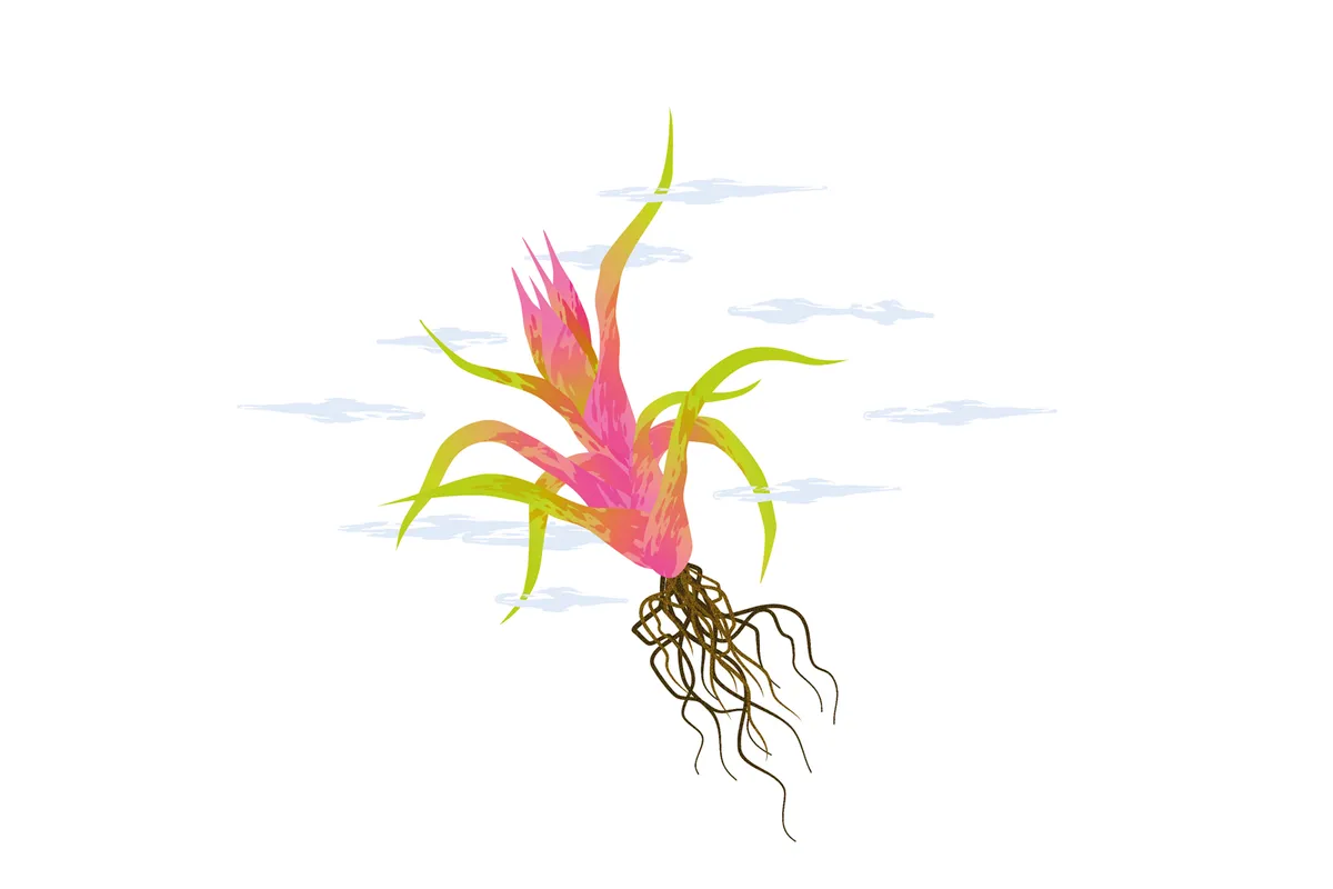 airplant