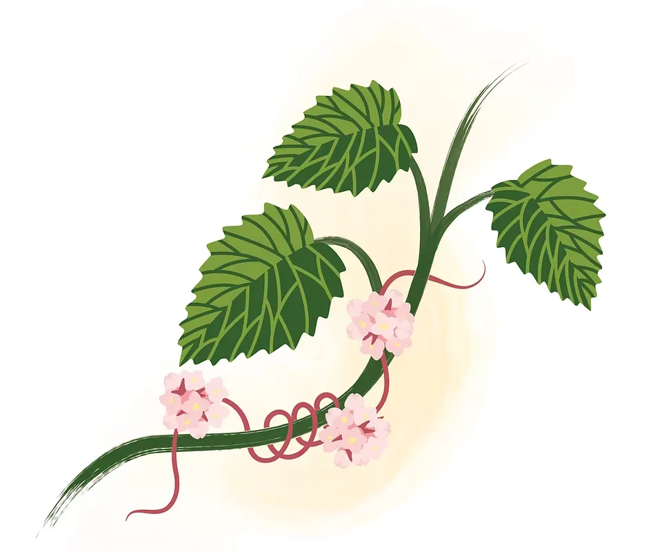 kukka